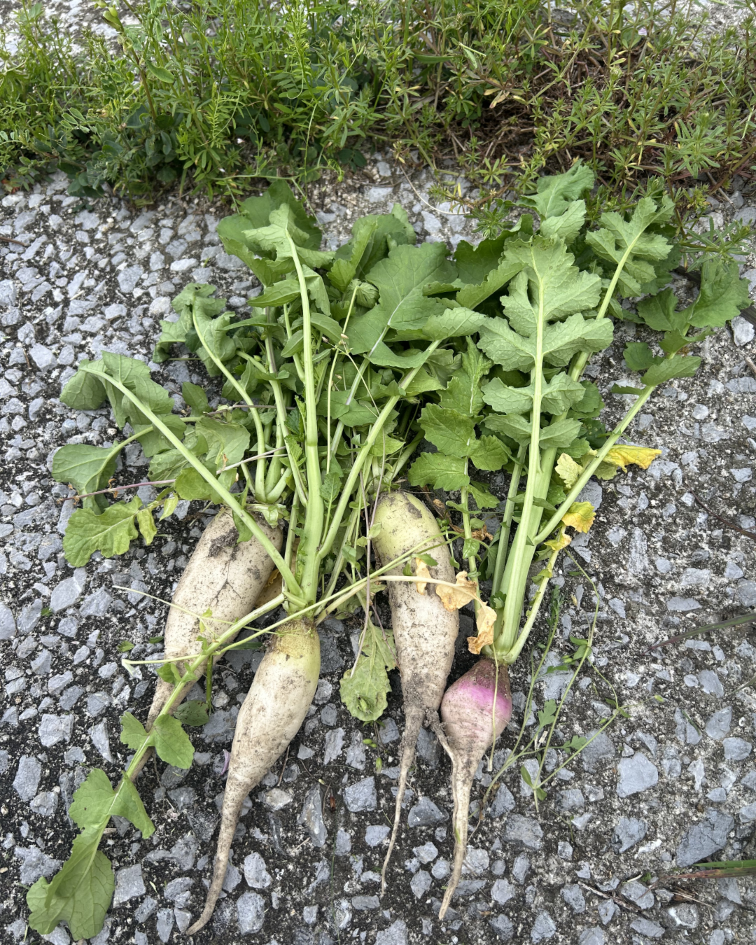 自然栽培の収穫野菜